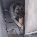 Dog eating bread GIF Template