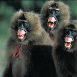 laughing baboons template