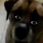 Dog eyes