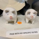 Pigs with no specific purpose