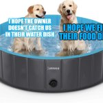 Large dog water bowl | I HOPE WE FIND THEIR FOOD DISH! I HOPE THE OWNER DOESN'T CATCH US IN THEIR WATER DISH | image tagged in large dog water bowl | made w/ Imgflip meme maker