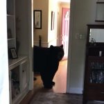 Bear in home template