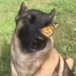 Dog with butterfly GIF Template