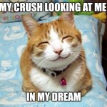 Cute Smiling Cat | MY CRUSH LOOKING AT ME; IN MY DREAM | image tagged in cute smiling cat | made w/ Imgflip meme maker