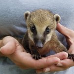 Baby Coati mammal Cozumel