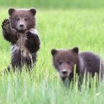 Baby Grizzly Bear cubs