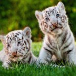 Baby White Tiger cubs