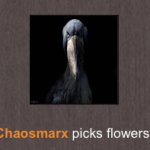 Chaosmarx picks flowers