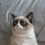 Grumpy Cat Bed meme