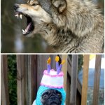 Wolf dog birthday