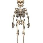 Skeleton