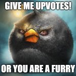 angry birds bomb | GIVE ME UPVOTES! OR YOU ARE A FURRY | image tagged in angry birds bomb | made w/ Imgflip meme maker