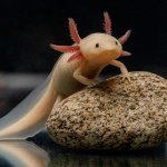 Cute axolotl template