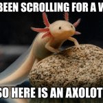 so cute | YOU BEEN SCROLLING FOR A WHILE; SO HERE IS AN AXOLOTL | image tagged in cute axolotl | made w/ Imgflip meme maker