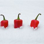 Snow covered peppers