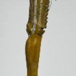 Leg