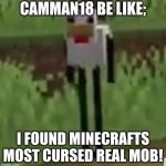 Cursed Minecraft chicken | CAMMAN18 BE LIKE;; I FOUND MINECRAFTS MOST CURSED REAL MOB! | image tagged in cursed minecraft chicken | made w/ Imgflip meme maker