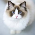 Cute ragdoll!!