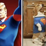 Basset hound trump