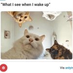 Cats like vultures meme