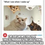 You'll get to feed them one last time | I'VE GOT NEWS FOR YOU. 
THIS IS PROBABLY THE LAST THING YOU'RE GOING TO SEE BEFORE YOU DIE | image tagged in cats like vultures | made w/ Imgflip meme maker