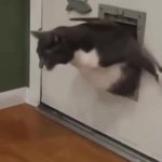 Fat cat climbing through cat door GIF Template