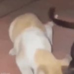 Cat getting dragged away GIF Template