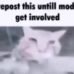 Rizz cat GIF Template