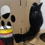 Black cat beer drinking