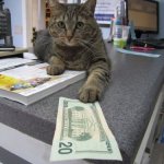 business cat