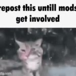 Repost cat GIF Template