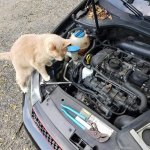 Mechanic Cat meme