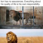 Lions meme