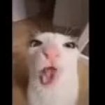 Cat crunching GIF Template