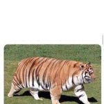 fat tiger