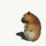 Sleeping hamster GIF Template