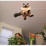 Cat flying at you