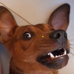 Duke the Dog in 2021
