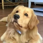 Golden Retriever can I have sum chimken