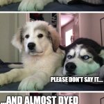 Food coloring | I SLIPPED IN SOME FOOD COLORING THIS MORNING... PLEASE DON'T SAY IT.... ...AND ALMOST DYED | image tagged in bad pun dogs | made w/ Imgflip meme maker