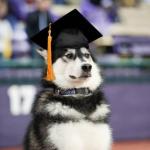Graduate Dog