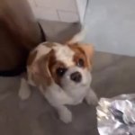Dog Shaking Needs Food GIF Template