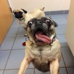 pug excited but funny meme