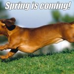 Spring is coming | Spring is coming! | image tagged in birthday daschund | made w/ Imgflip meme maker