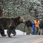 bear people template