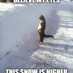 Snow High | I CANNOT BELIEVE MY EYES; THIS SNOW IS HIGHER THAN KEITH RICHARDS | image tagged in cat snow,snow,unbelievable,cat | made w/ Imgflip meme maker