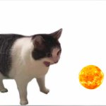 Cat yelling at sun meme