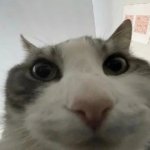 Zoom cat