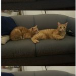 Cat biting cat (three panel edition)