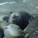 Elephant seal bully GIF Template
